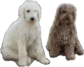 Shila+Rocky